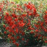 Chaenomeles speciosa Double Take Orange Proven Winners Flowering Quince