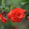 Chaenomeles speciosa Double Take Orange Proven Winners Flowering Quince