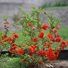 Chaenomeles speciosa Double Take Orange Proven Winners Flowering Quince