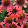 Echinacea x Lakota Santa Fe Proven Winners Coneflower
