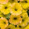 Petunia x hybrida Supertunia Honey Proven Winners Spreading Petunia