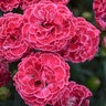 Dianthus x Fruit Punch Raspberry Ruffles Proven Winners Pinks