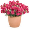 Dianthus x Fruit Punch Raspberry Ruffles Proven Winners Pinks