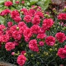 Dianthus x Fruit Punch Raspberry Ruffles Proven Winners Pinks