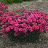 Dianthus x Fruit Punch Raspberry Ruffles Proven Winners Pinks