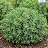 Sedum x Rock N Round Pride and Joy Proven Winners Stonecrop