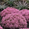 Sedum x Rock N Round Pride and Joy Proven Winners Stonecrop