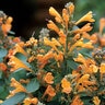 Agastache x hybrida Arizona Sandstone Proven Winners Hyssop