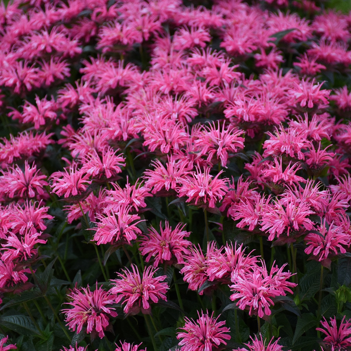 Monarda x Upscale Pink Chenille Proven Winners Bee Balm | SiteOne US