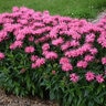 Monarda x Upscale Pink Chenille Proven Winners Bee Balm