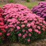 Monarda x Upscale Pink Chenille Proven Winners Bee Balm