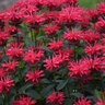 Monarda x Upscale Red Velvet Proven Winners Bee Balm