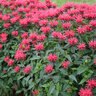 Monarda x Upscale Red Velvet Proven Winners Bee Balm
