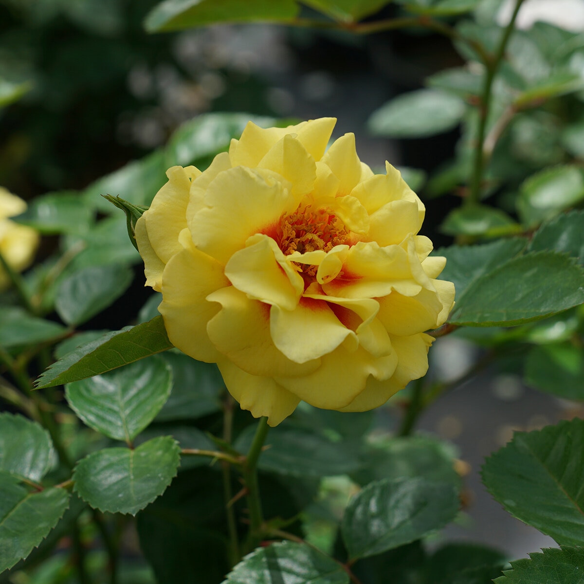 Rosa x Rise Up Ringo Proven Winners Climbing Rose | SiteOne US