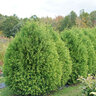Thuja occidentalis Cheer Drops Proven Winners Arborvitae