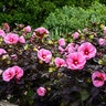 Hibiscus X Summerific Edge of Night Rose Mallow