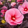 Hibiscus X Summerific Edge of Night Rose Mallow