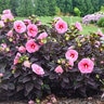 Hibiscus X Summerific Edge of Night Rose Mallow