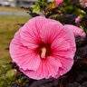 Hibiscus X Summerific Edge of Night Rose Mallow