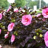 Hibiscus X Summerific Edge of Night Rose Mallow