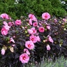 Hibiscus X Summerific Edge of Night Rose Mallow