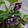 Helleborus x Wedding Party Dashing Groomsmen Proven Winners Lenten Rose