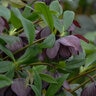 Helleborus x Wedding Party Dashing Groomsmen Proven Winners Lenten Rose