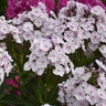 Phlox paniculata Garden Girls Party Girl Proven Winners Tall Phlox