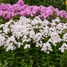 Phlox paniculata Garden Girls Party Girl Proven Winners Tall Phlox