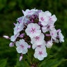 Phlox paniculata Garden Girls Party Girl Proven Winners Tall Phlox