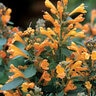 Agastache x hybrida Arizona Sandstone Proven Winners Hyssop