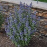 Caryopteris x clandonensis Color Choice Beyond Midnight Proven Winners Bluebeard