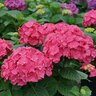 Hydrangea Macrophylla Let's Dance Big Band Big Leaf Hydrangea