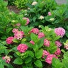 Hydrangea macrophylla Let's Dance Big Band Proven Winners Big Leaf Hydrangea
