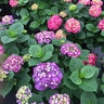 Hydrangea macrophylla Let's Dance Big Band Proven Winners Big Leaf Hydrangea