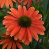 Echinacea x hybrida Sombrero Tango Tangerine Proven Winners Coneflower