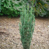 Taxus X Media Stonehenge Skinny Yew