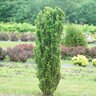 Taxus X Media Stonehenge Skinny Yew