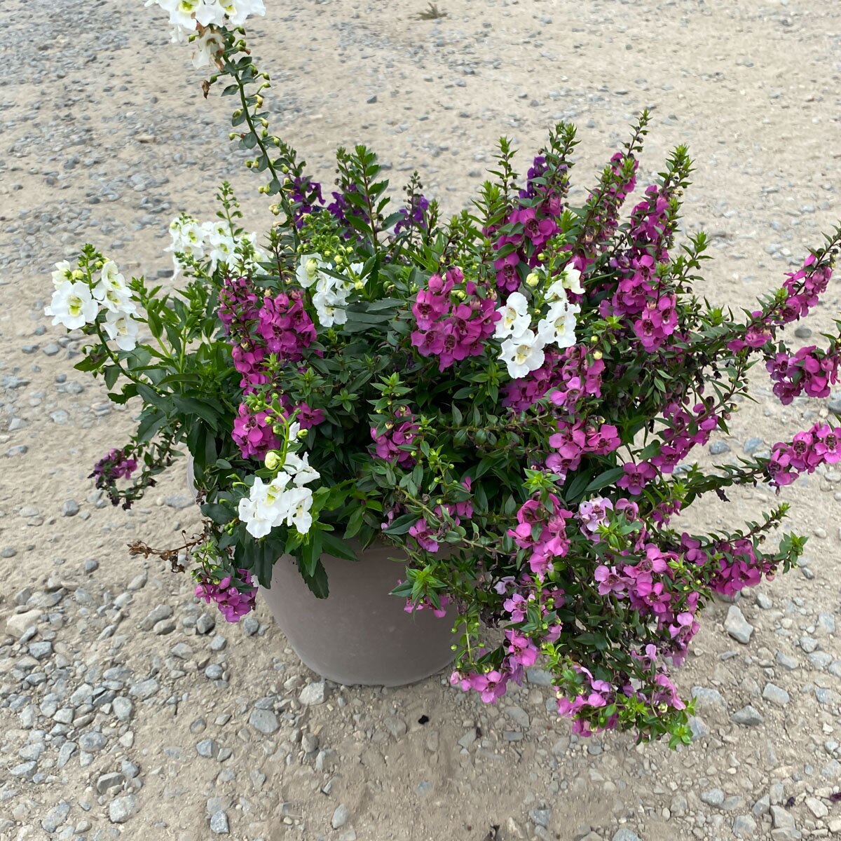Angelonia angustifolia Angelface Proven Winners Summer Snapdragon ...