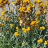 Chrysocephalum Apiculatum Flambe Strawflower