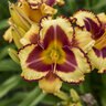 Hemerocallis X Rainbow Rhythm Blazing Glory Daylily