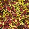 Coleus scutellarioides ColorBlaze Royale Apple Brandy Proven Winners Coleus