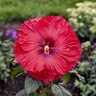 Hibiscus hybrid Summerific Valentine's Crush Rose Mallow