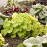 Heuchera x Primo Pistachio Ambrosia Proven Winners Coral Bells