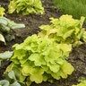 Heuchera x Primo Pistachio Ambrosia Proven Winners Coral Bells