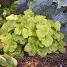 Heuchera x Primo Pistachio Ambrosia Proven Winners Coral Bells