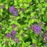 Spiraea x Double Play Dolly Proven Winners Spirea