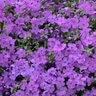 Phlox x Sprite Purple Sprite Proven Winners Phlox