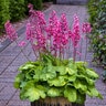 Heuchera x Timeless Glow Proven Winners Coral Bells