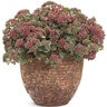 Sedum x Rock 'N Round Superstar Proven Winners Stonecrop